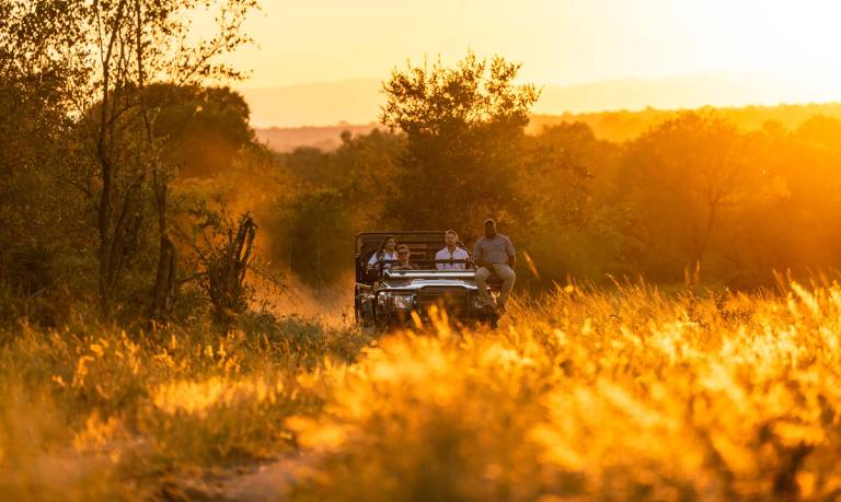 Safari sunset background